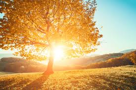 Tree of light energy healing.  Holistic Psychotherapy & Reiki Energy Healing.